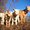 goats
