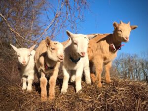 goats