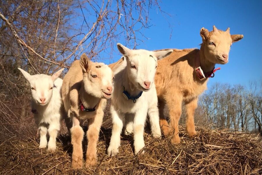 goats